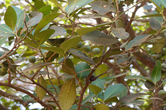 Atalantia racemosa